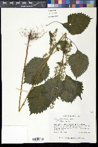 Perilla frutescens image