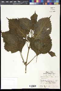 Perilla frutescens image