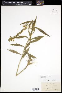 Physostegia virginiana image