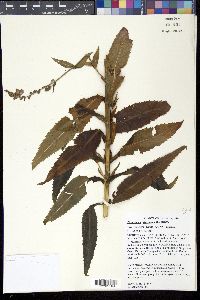 Physostegia virginiana image