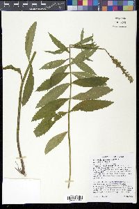 Physostegia virginiana var. arenaria image