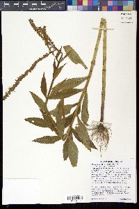 Physostegia speciosa image