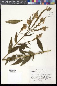 Physostegia speciosa image
