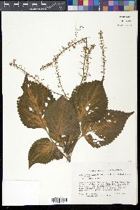 Image Associated With the Occurence