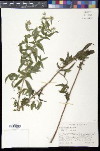 Pycnanthemum pilosum image