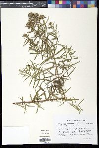 Pycnanthemum virginianum image
