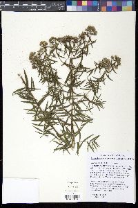 Pycnanthemum virginianum image