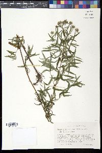 Pycnanthemum virginianum image
