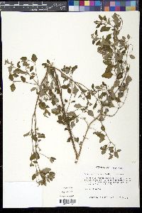 Salvia ballotaeflora image