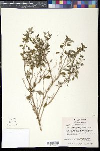 Salvia ballotaeflora image