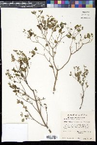 Salvia ballotaeflora image