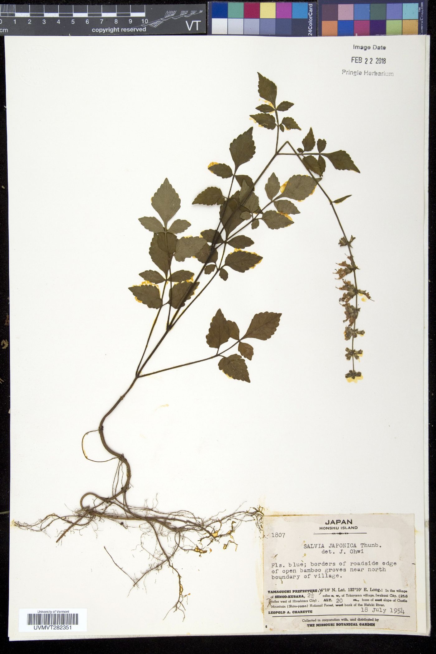 Salvia japonica image