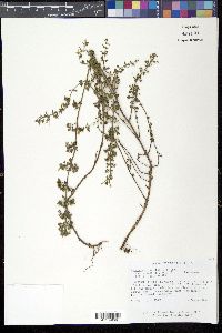 Calamintha nepeta image