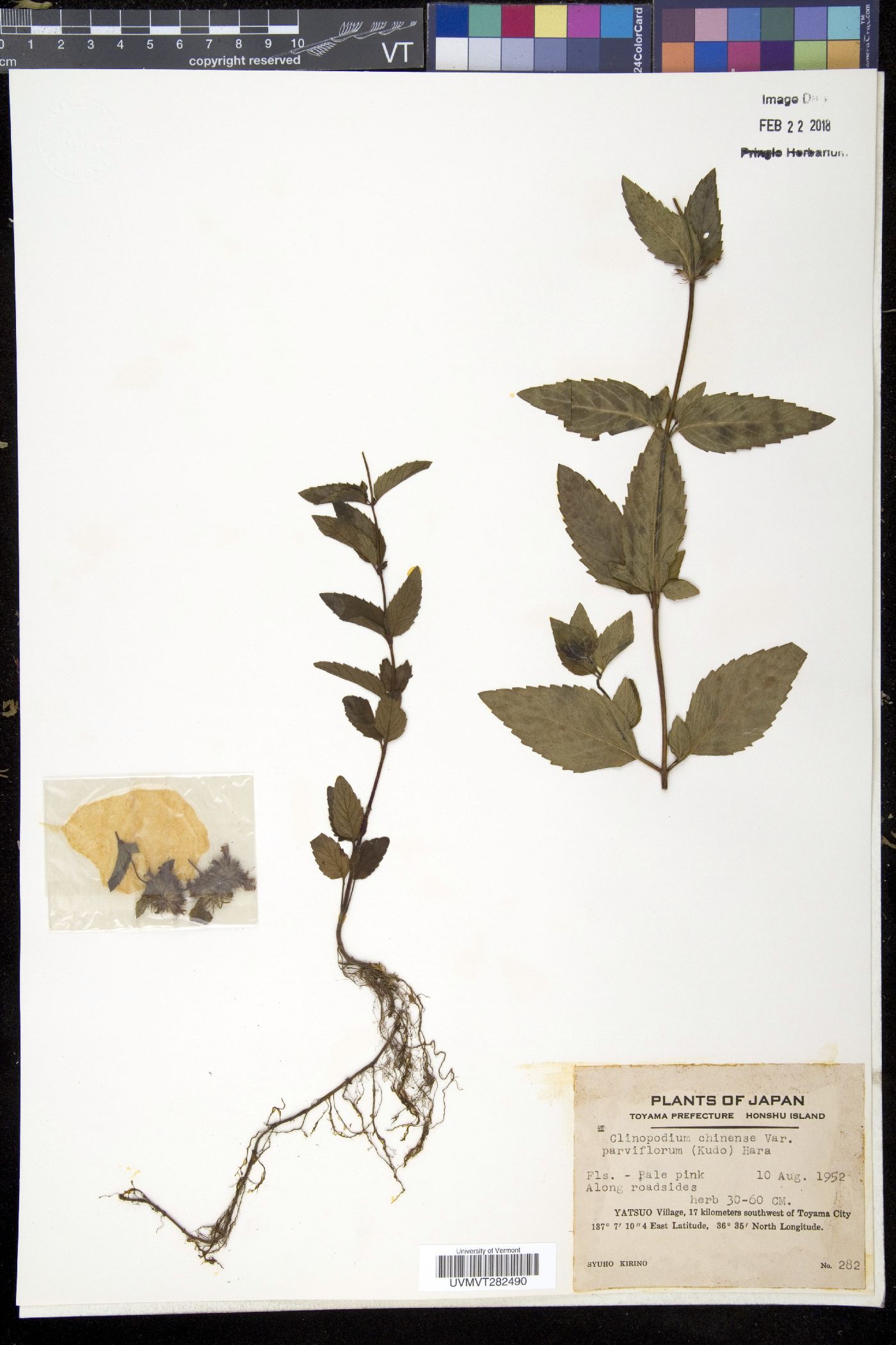 Clinopodium chinense var. parviflorum image