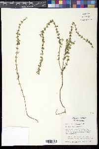 Scutellaria drummondii image