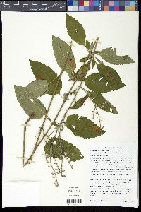 Scutellaria ovata image