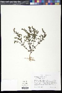 Scutellaria parvula var. leonardii image