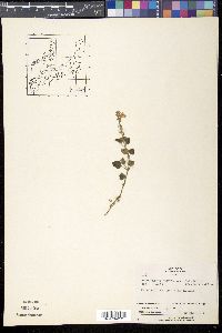 Scutellaria indica image