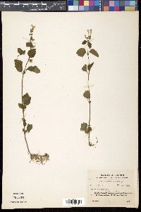 Scutellaria indica image