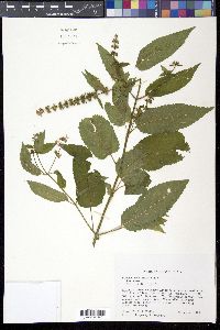 Stachys tenuifolia image