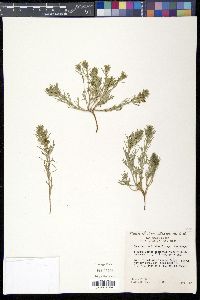 Teucrium laciniatum image