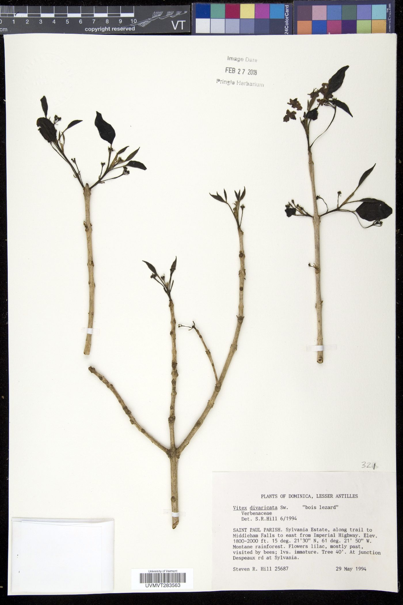 Vitex divaricata image