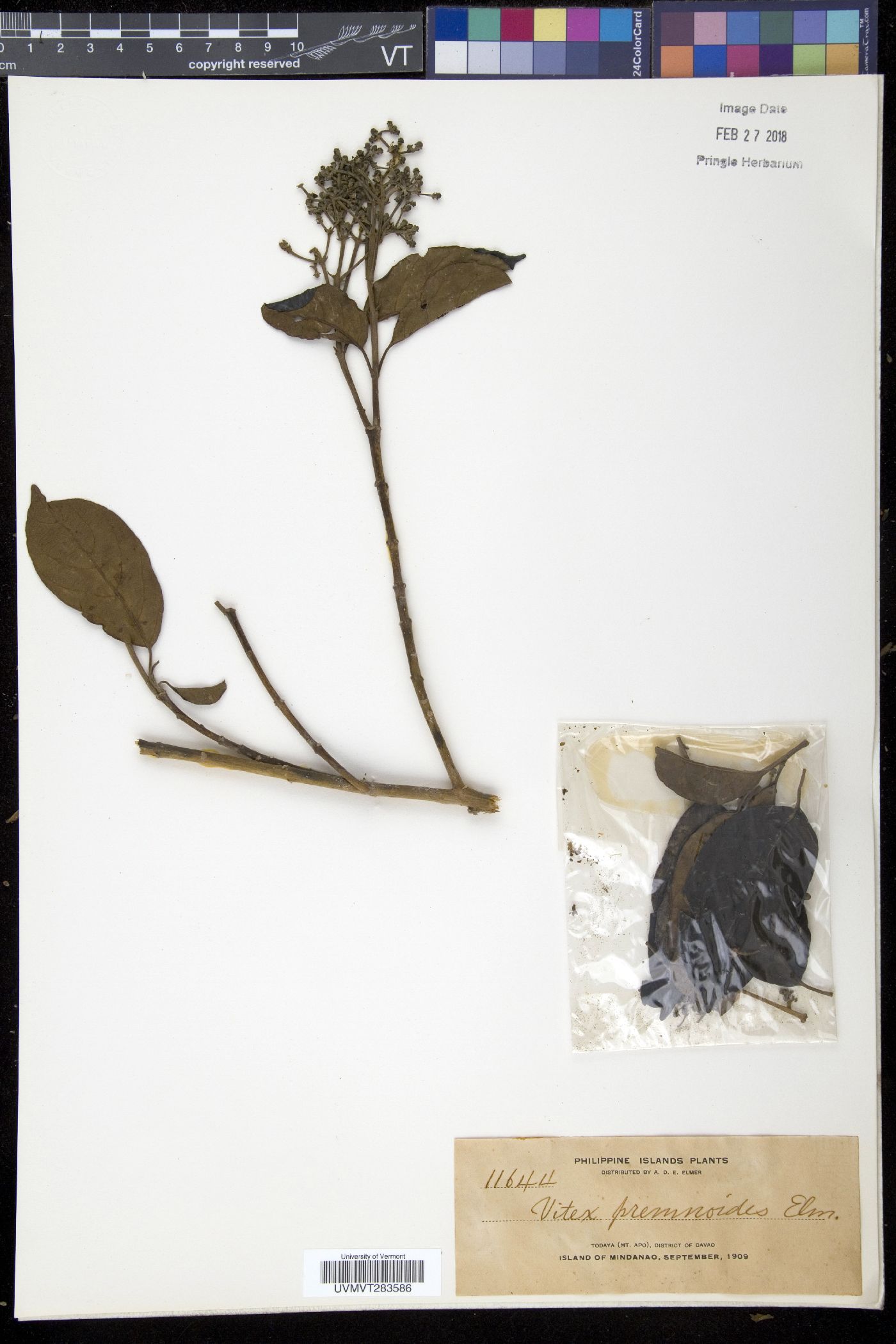 Mastixia trichotoma image