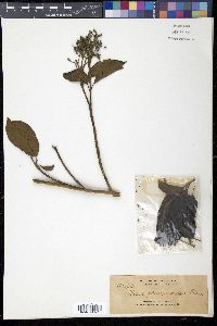 Image Associated With the Occurence