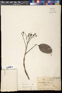Vitex parviflora image