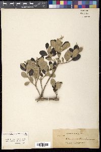 Vitex rotundifolia image