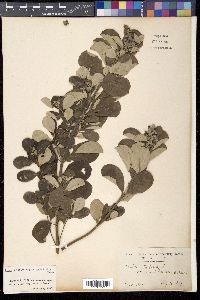 Vitex rotundifolia image
