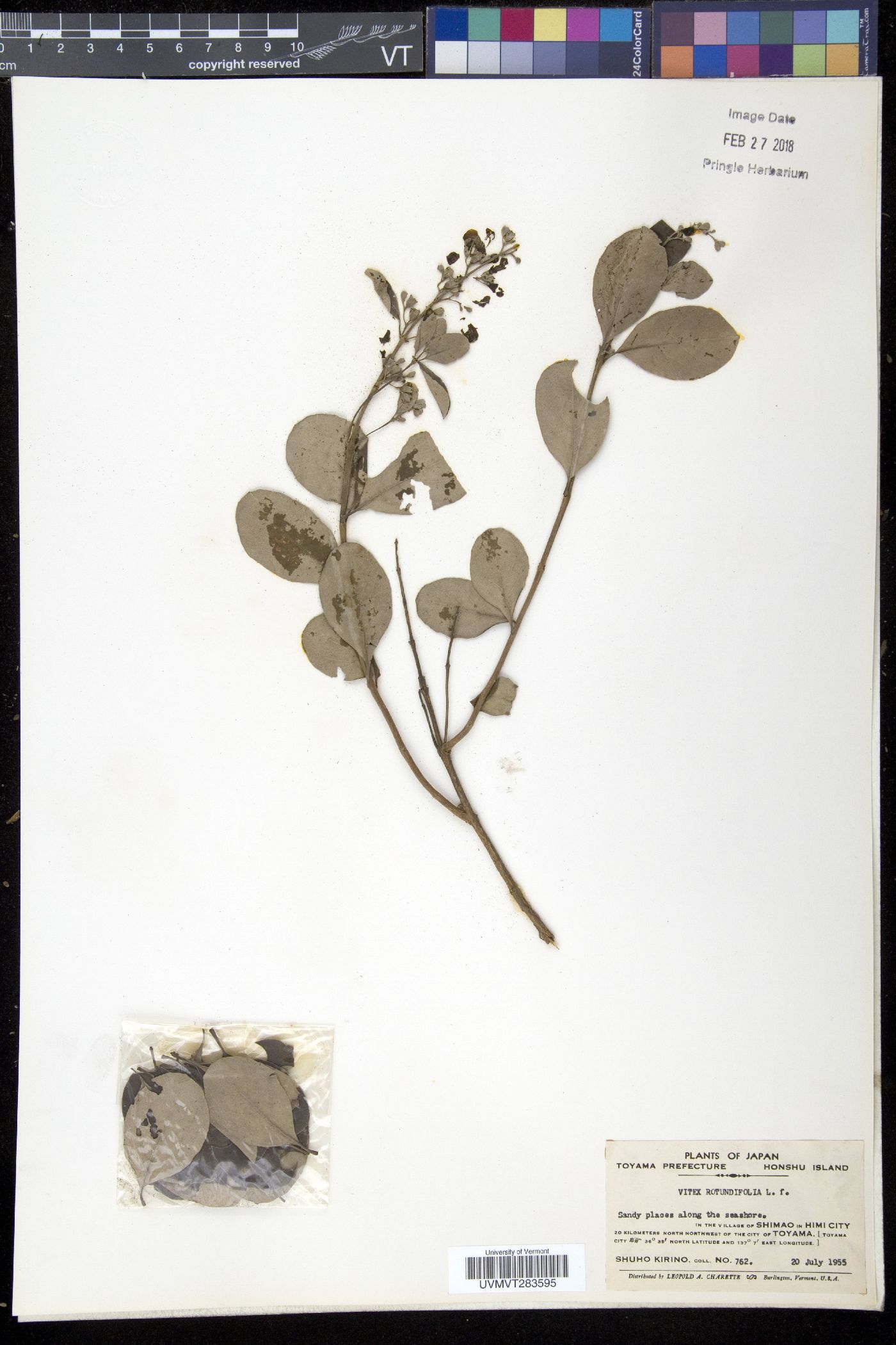 Vitex rotundifolia image