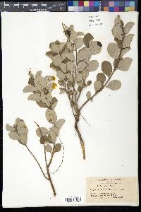 Vitex rotundifolia image