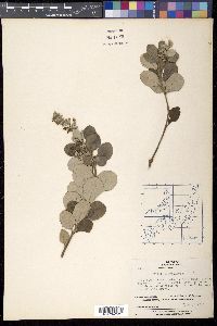 Vitex rotundifolia image