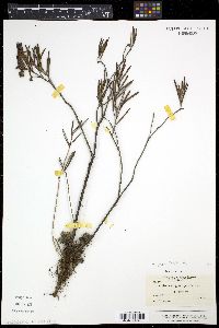 Andromeda polifolia image