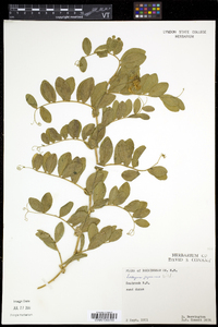 Lathyrus japonicus image