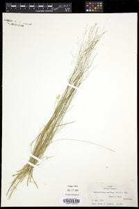 Muhlenbergia uniflora image