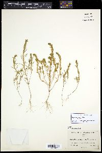 Media resource of Gayophytum humile