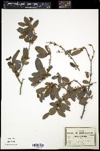 Media resource of Bumelia peninsularis