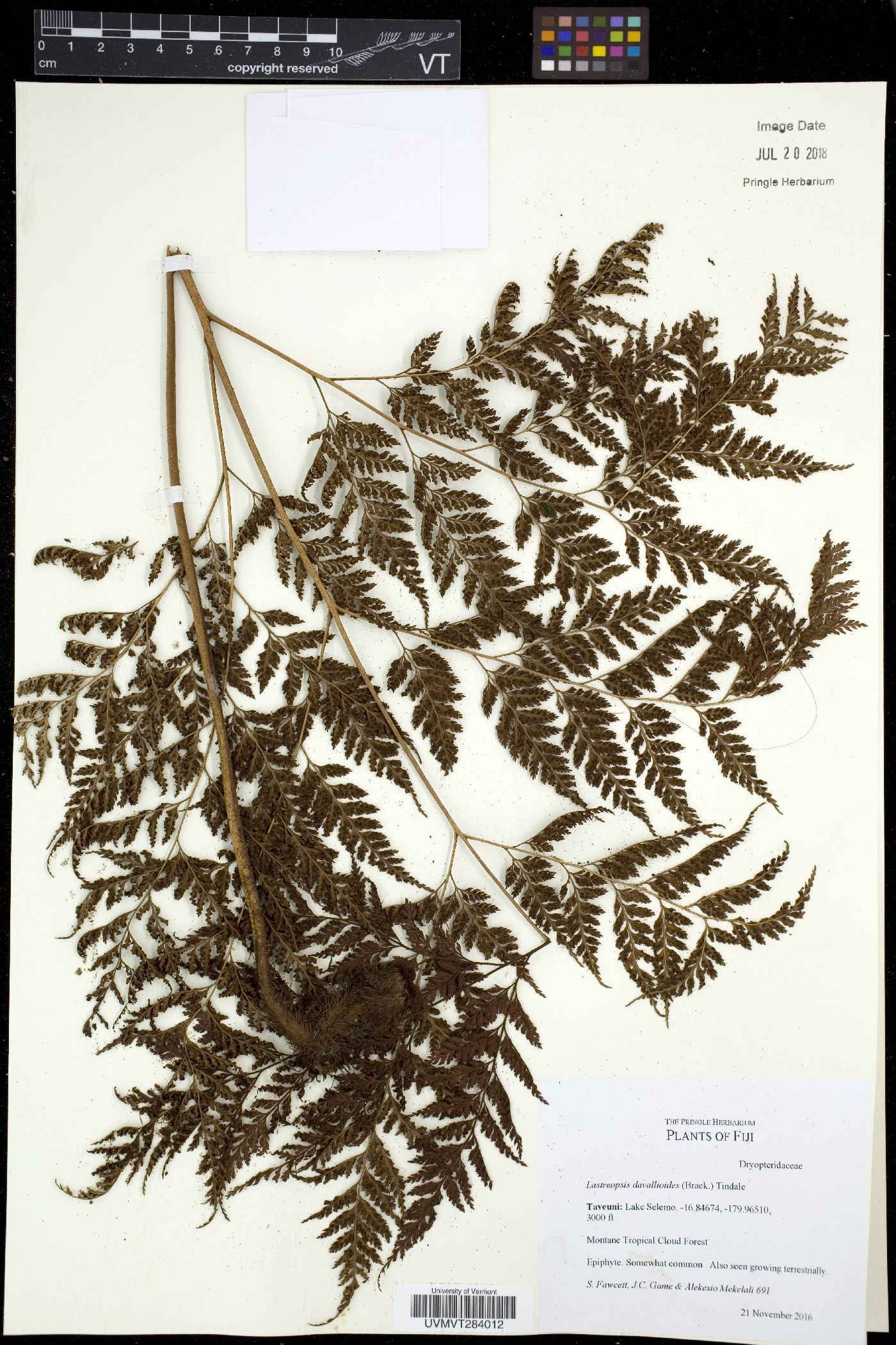 Lastreopsis davallioides image