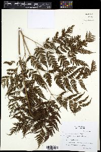 Media resource of Lastreopsis davallioides