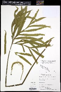Media resource of Helminthostachys zeylanica