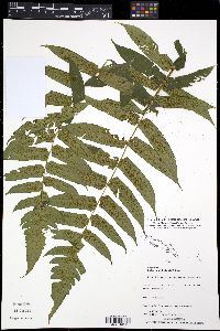 Diplazium stipitipinnula image