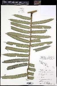 Angiopteris microura image