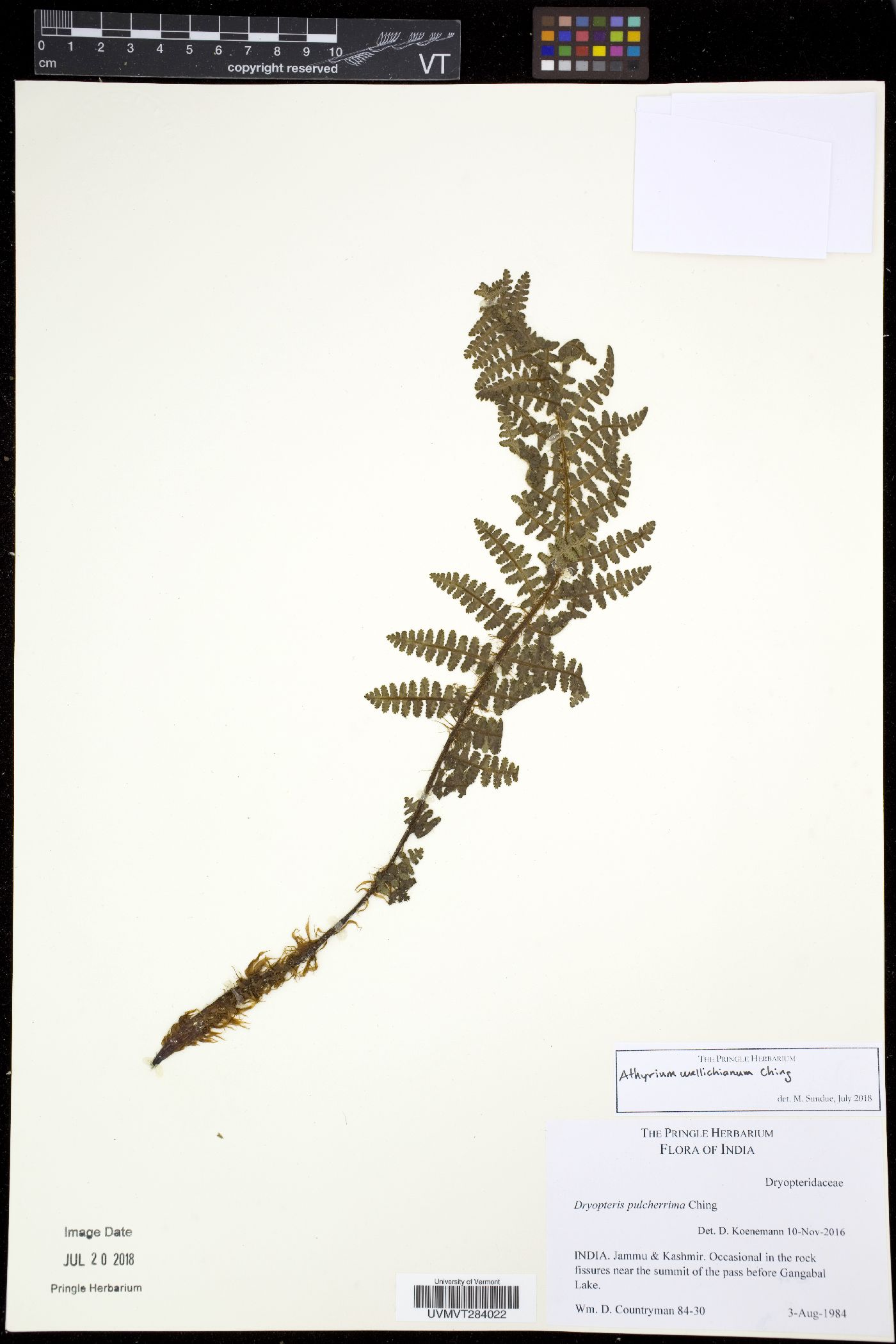 Athyrium wallichianum image