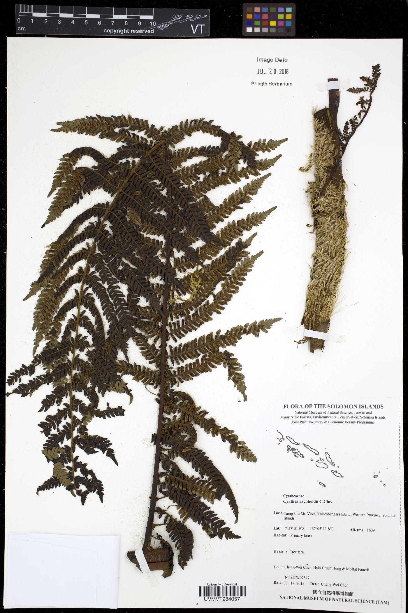 Cyathea archboldii image