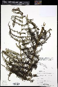 Leptopteris alpina image