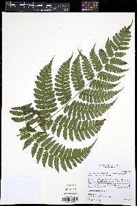Diplazium diplazioides image