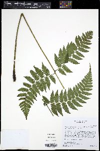 Diplazium diplazioides image