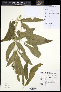 Media resource of Coniogramme emeiensis